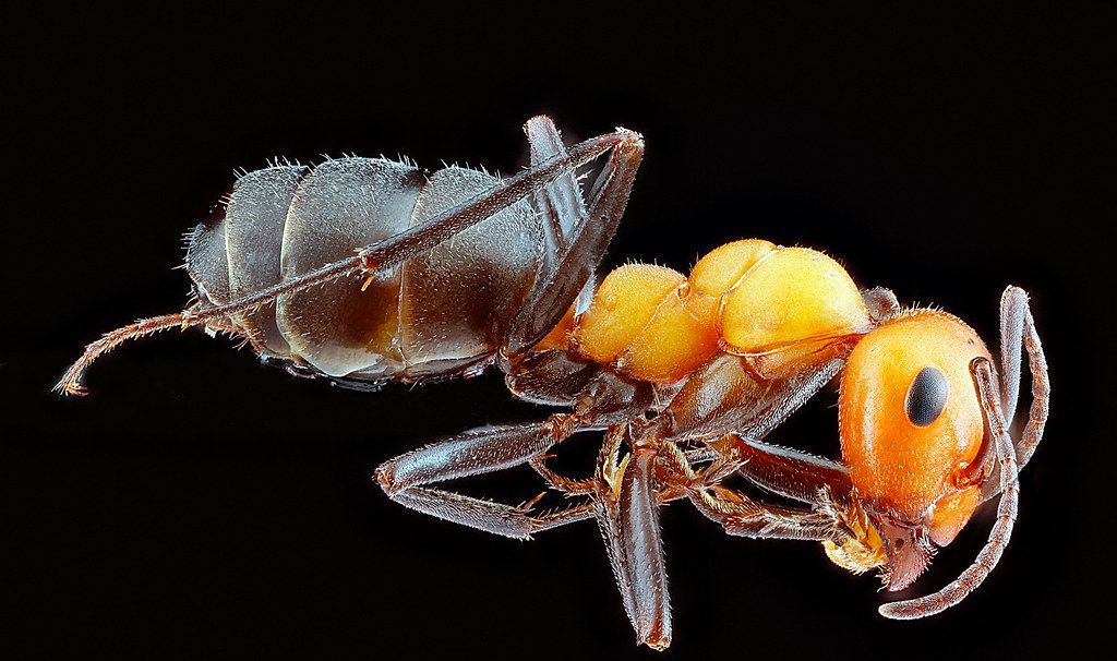 Ant Control service in Odessa, TX