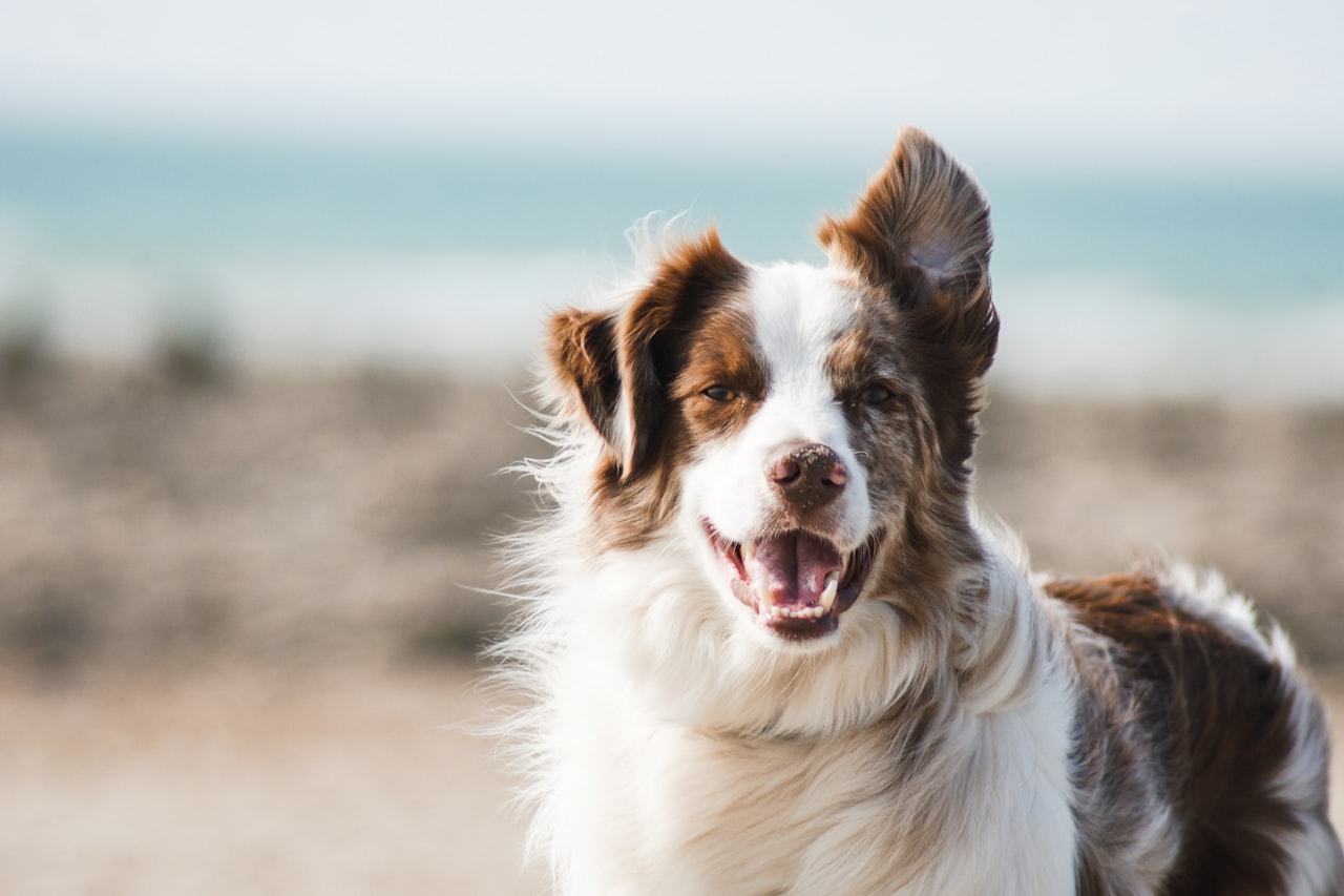 Flea & Tick Control service in Odessa, TX