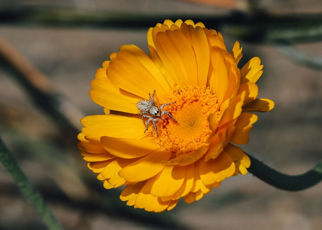 Spider Control service in Odessa, TX